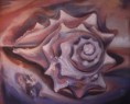 /album/fotogaleria-galeria/caracol-jpg1/